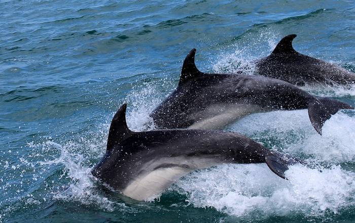Три дельфина, фото фотография морские млекопитающие