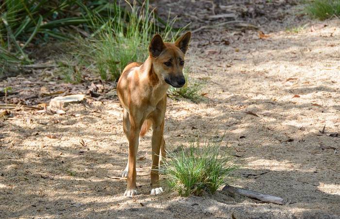 Динго (лат. Canis lupus dingo), фото фотография хищники