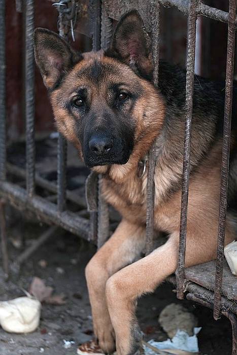 Немецкая овчарка в вольере клетке, фото фотография собаки