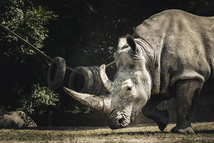 Дикие носорог, фото фотография 