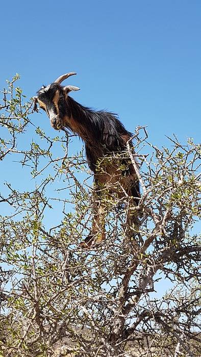 Коза пасется на дереве, фото фотография 