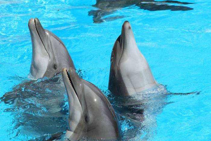 Дельфины афалины, фото фотография морские млекопитающие