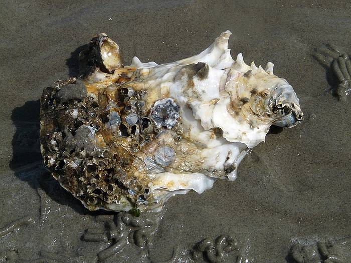 Тихоокеанская устрица (Crassostrea gigas), фото беспозвоночные фотография моллюски