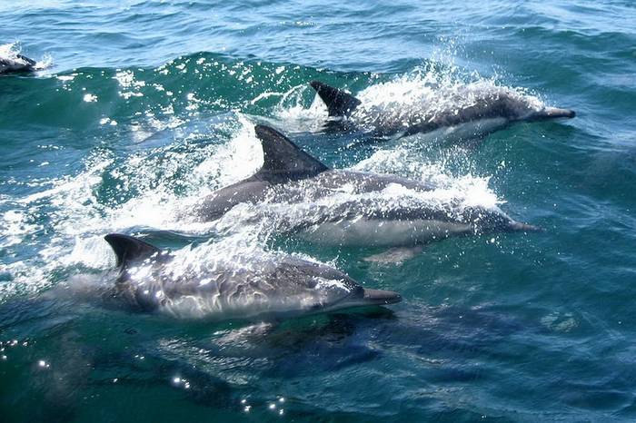 Дельфин-белобочка, или обыкновенный дельфин (лат. Delphinus delphis), фото фотография морские млекопитающие