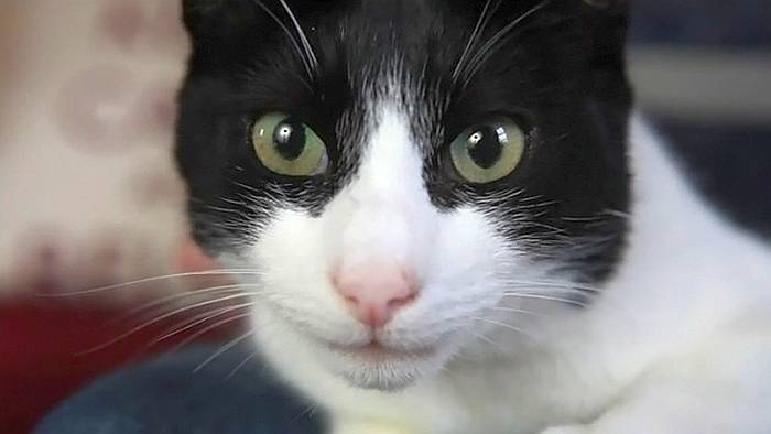 Кот Мерлин, фото кошки фотография