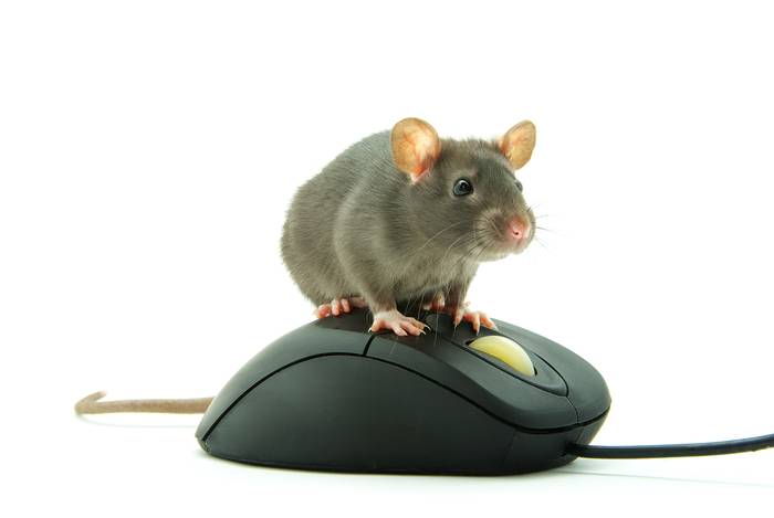 Мышь крыса на компьютерной мышке, фото грызуны фотография