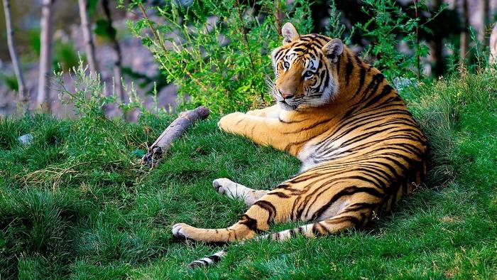 Бенгальский тигр (лат. Panthera tigris tigris или Panthera tigris bengalensis) , фото фотография хищники