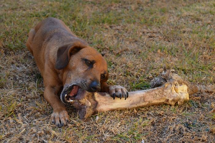 Собака грызет кость, фото фотография 