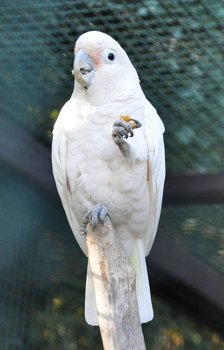 Соломонский какаду (Cacatua goffini), фото фотография птицы