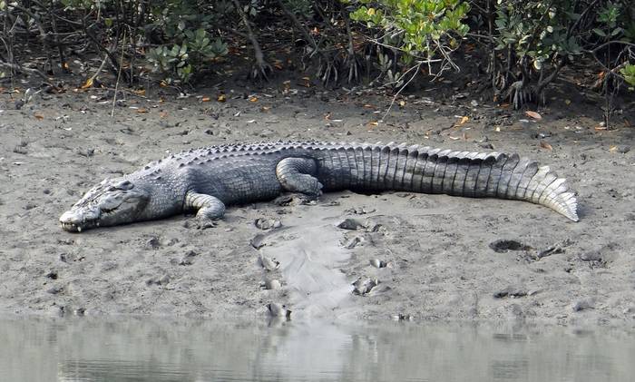 Гребнистый крокодил (лат. Crocodylus porosus), фото фотография рептилии