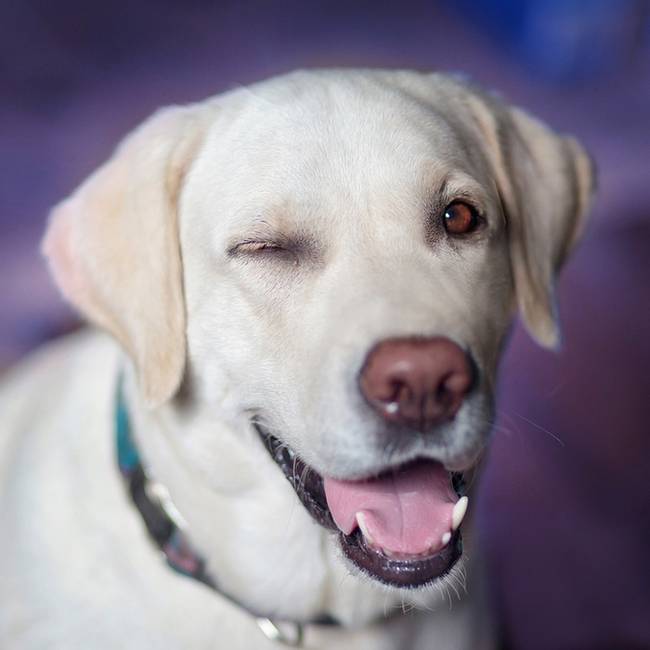 Веселый лабрадор ретривер, фото фотография собаки