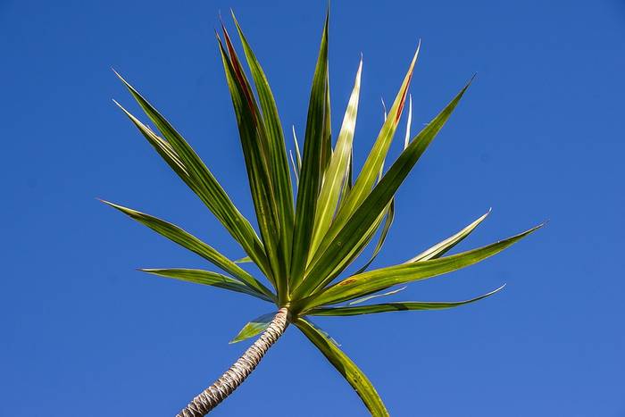 Драцена (Dracaena), фото фотография растения