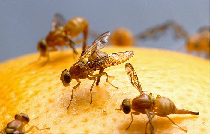 Дрозофила фруктовая, дрозофила малая, или дрозофила обыкновенная (Drosophila melanogaster), фото фотография насекомые