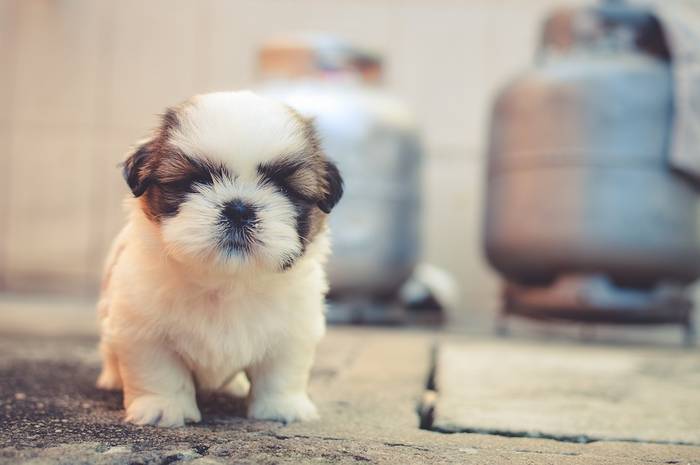 Маленький щенок, фото фотография собаки