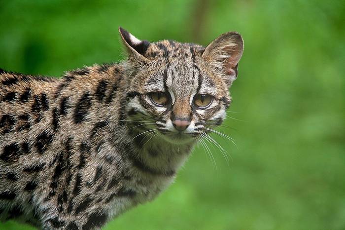 Длиннохвостая кошка, или маргай (Leopardus wiedii), фото фотография хищники