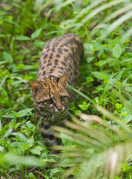 Южная тигровая кошка (Leopardus guttulus), фото фотография хищники