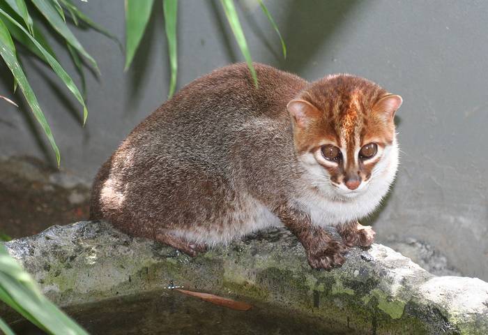Суматранская кошка (Prionailurus planiceps), фото фотография хищники
