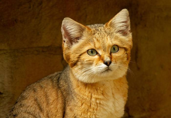 Барханный кот (Felis margarita), фото фотография хищники