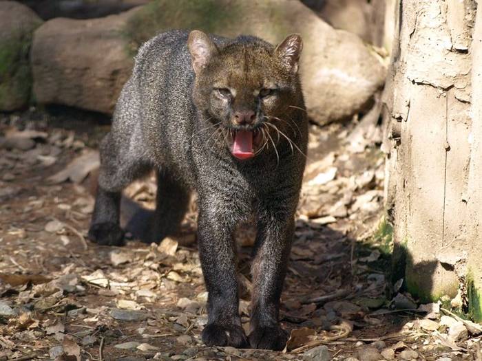 Ягуарунди (Puma yagouaroundi), фото фотография хищники