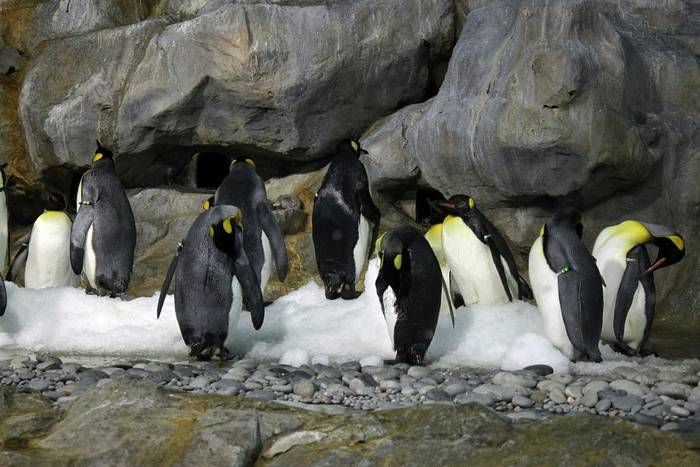 Императорские пингвины (лат. Aptenodytes forsteri), фото фотография птицы