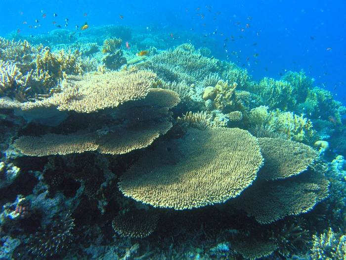 Коралловый риф, фото фотография, беспозвоночные