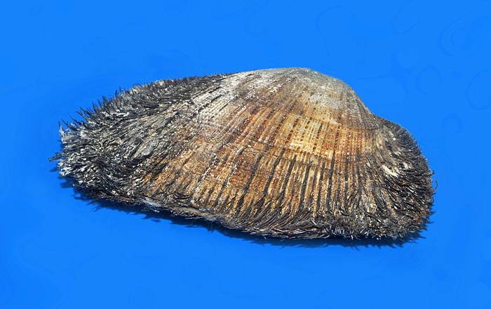 Двустворчатый моллюск (Barbatia barbata), фото фотография моллюски