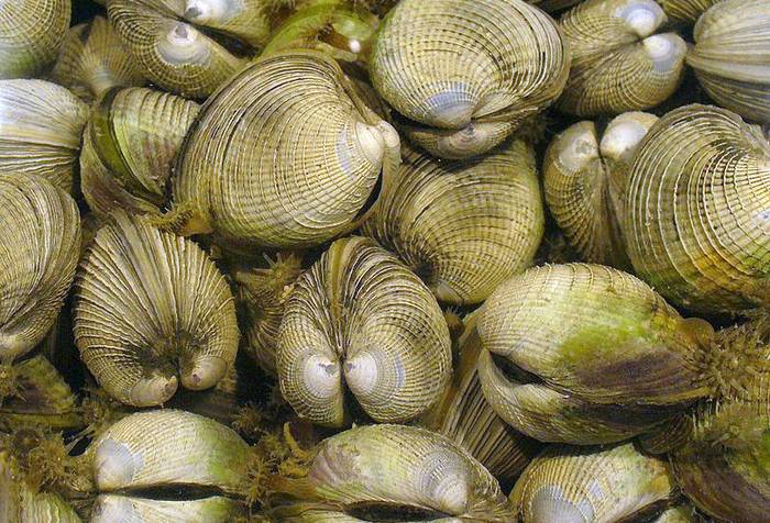 Представители равнозубых (Heterodonta), фото фотография моллюски