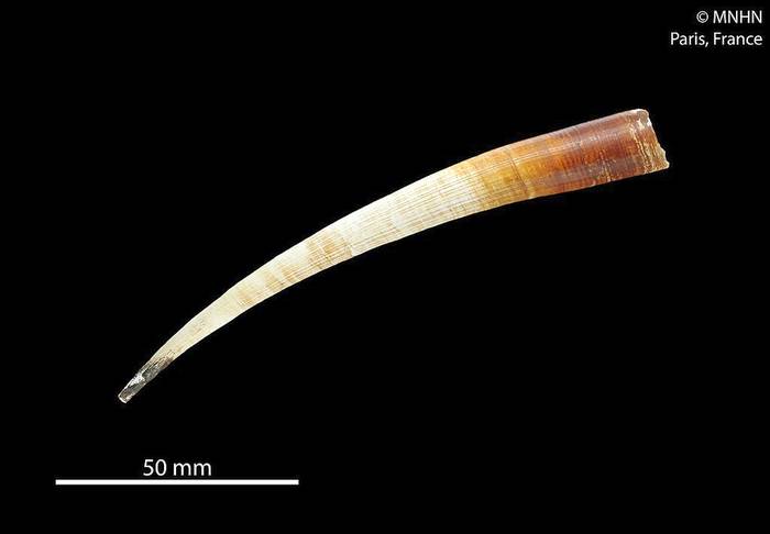 Трубчатый моллюск (Fissidentalium magnificum), фото фотография моллюски