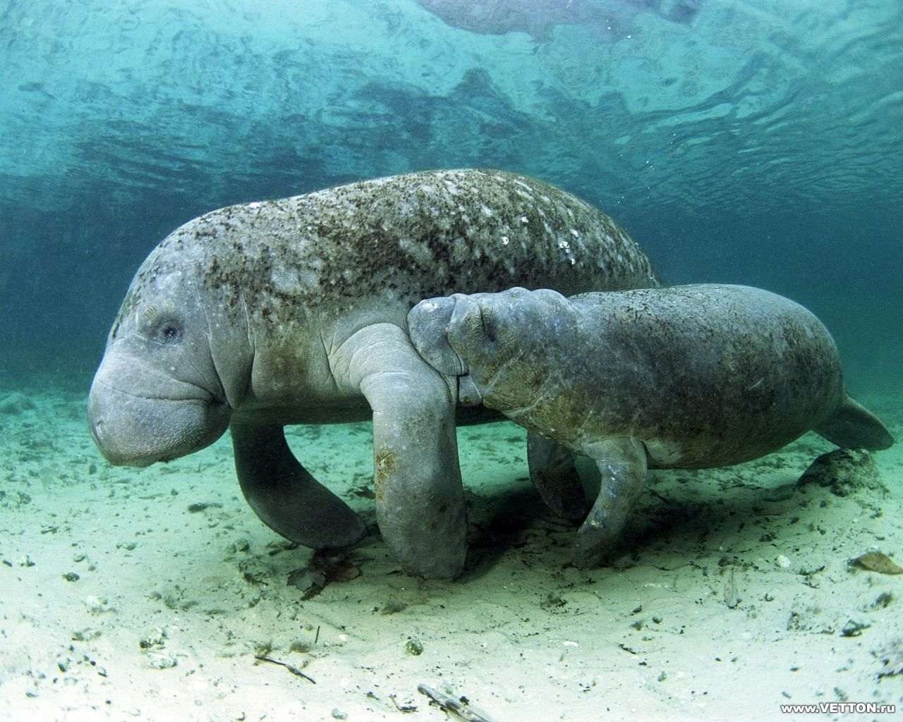  (Dugong dugon),    