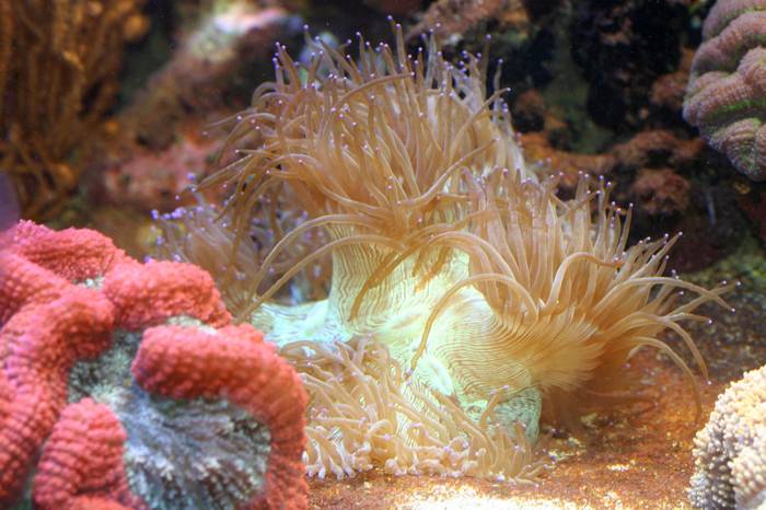 Каталафиллия элегантная  (Catalaphyllia jardinei), фото фотография кораллы