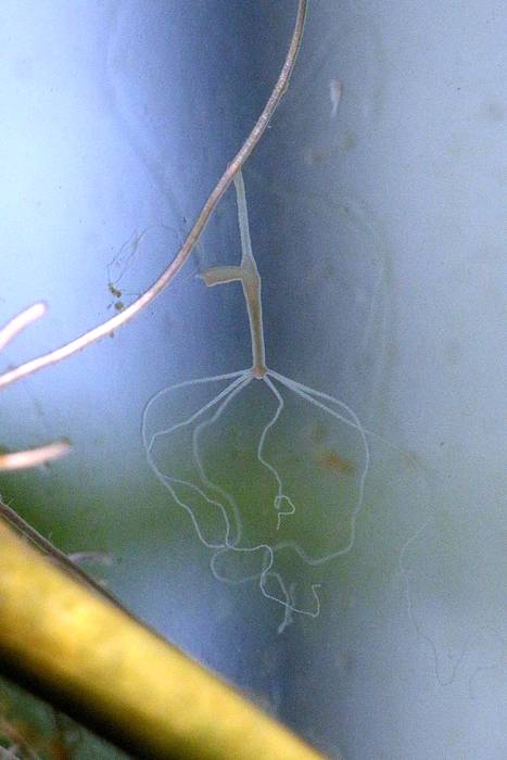 Стебельчатая, или бурая гидра (Hydra oligactis), фото кишечнополостные фотография