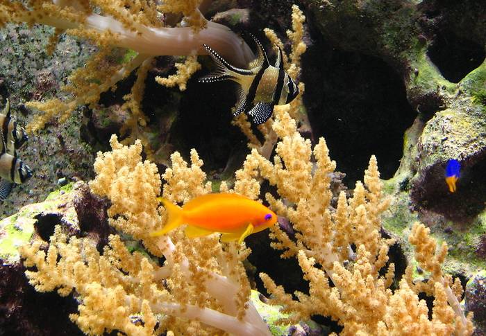Лирохвостый антиас (Pseudanthias squamipinnis), тюлевый апогон (Pterapogon kauderni) и коралл Litophyton arboreum, фото фотография кораллы