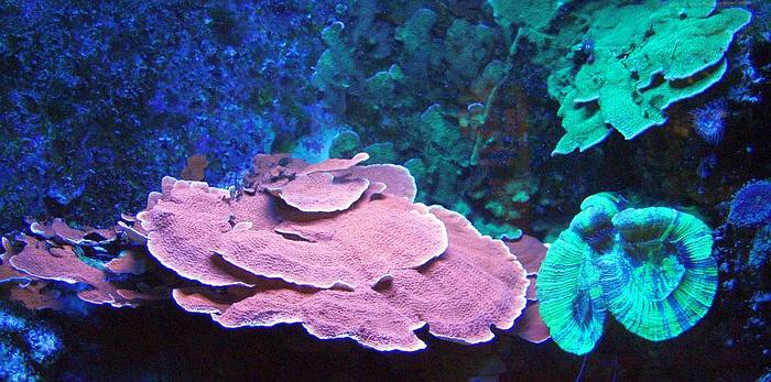 Кораллы: монтипора (Montipora sp.) и сколимия (Scolymnia sp.), фото фотография кораллы