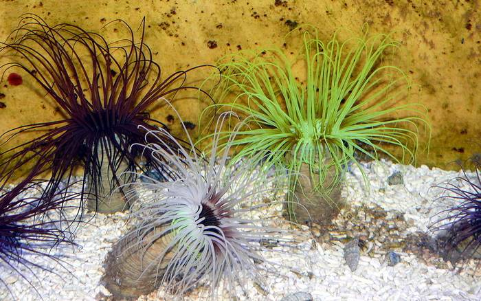 Анемон Cerianthus membranacea, фото фотография кораллы