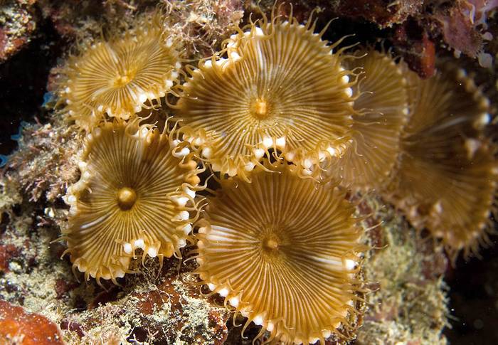Палитоя грандис (Palythoa grandis), фото фотография кораллы