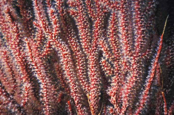 Роговый коралл Muricea fruticosa, фото фотография кораллы