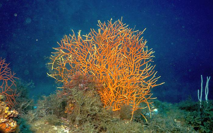 Лептогоргия (Leptogorgia sarmentosa), фото фотография кораллы