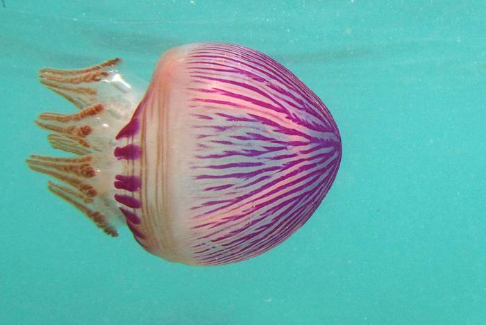 Тизаностома (Thysanostoma loriferum), фото фотография медузы
