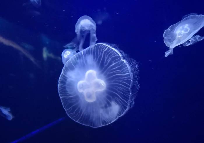 Ушастая аурелия, ушастая медуза (Aurelia aurita), фото фотография беспозвоночные