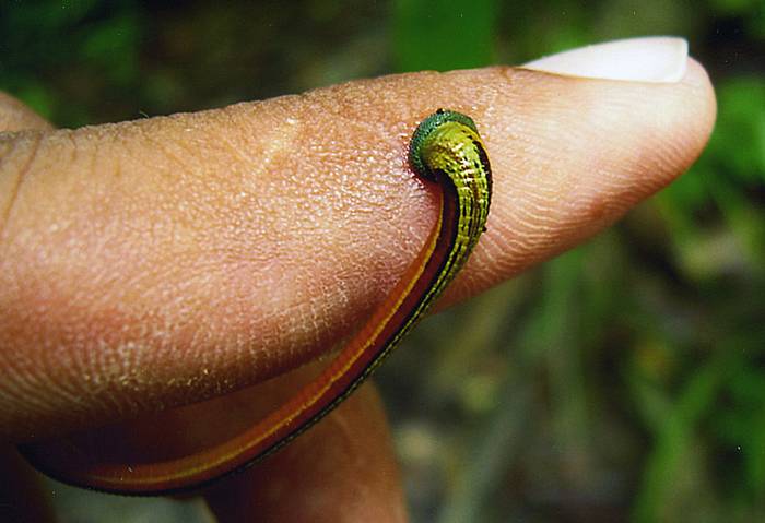 Тигровая пиявка (Haemadipsa picta), фото фотография черви