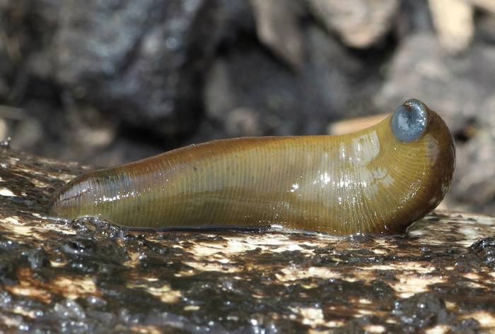 Большая ложноконская пиявка (Haemopis sanguisuga), фото фотография черви