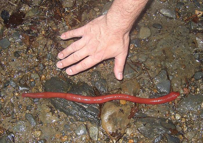Гигантская красная пиявка Кинабалу (Mimobdella buettikoferi), фото фотография черви