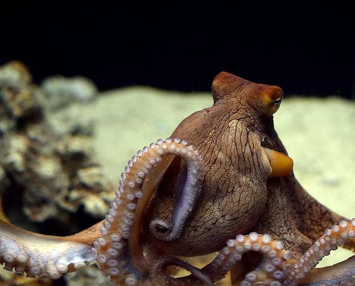 Украшенный осьминог (Callistoctopus ornatus), фото фотография головоногие моллюски