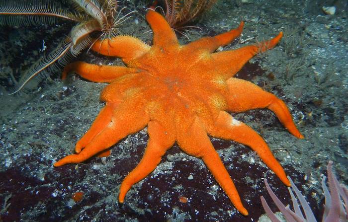 Морская звезда Solaster dawsoni, фото фотография