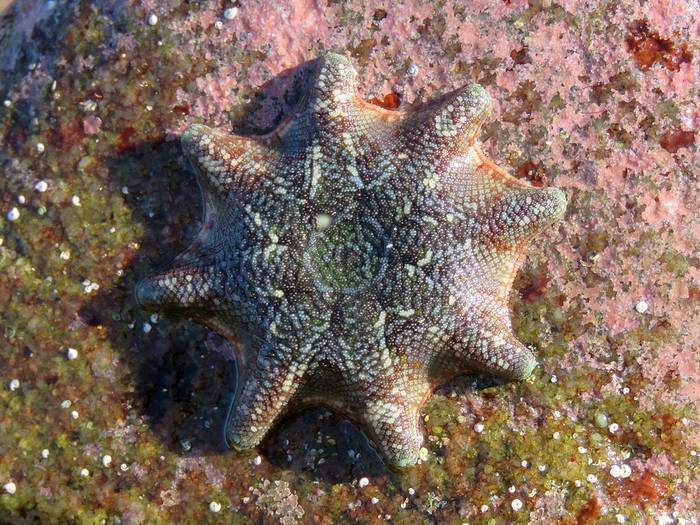 Морская звезда Patiriella calcar, фото фотография