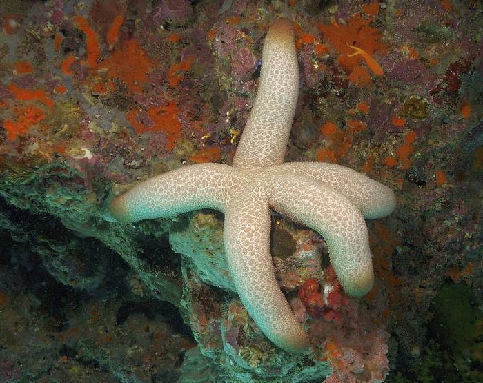 Морская звезда Thromidia catalai, фото фотография