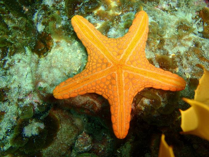 Морская звезда (Pentagonaster dubeni), фото фотография беспозвоночные