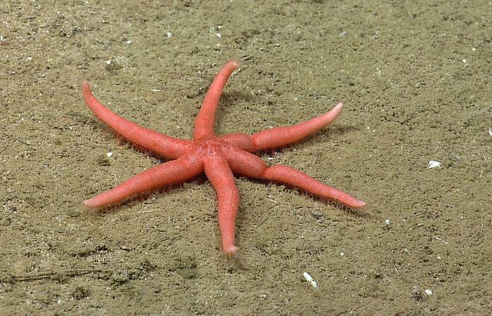 Морская звезда Ampheraster alaminos, фото фотография беспозвоночные