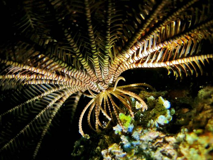 Морская лилия Stephanometra indica, фото фотография морские беспозвоночные