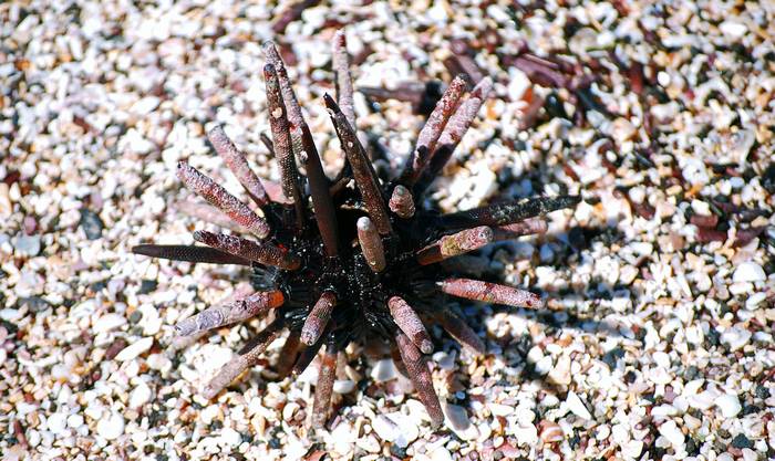 Морской еж Eucidaris galapagensis, фото фотография иглокожие